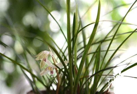 白色蘭花招財|蘭花放在客廳旺財嗎，蘭花風水擺放禁忌